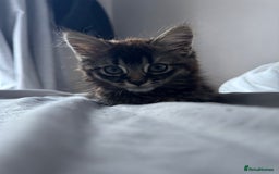 British Shorthair cats for sale: 🐾 Grey/white Tabby Kitten with White Markings - Image 13
