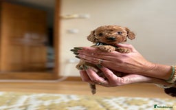 Cockapoo dogs for sale: Teddy bear cute Tiny Cockapoos  - Advert 6