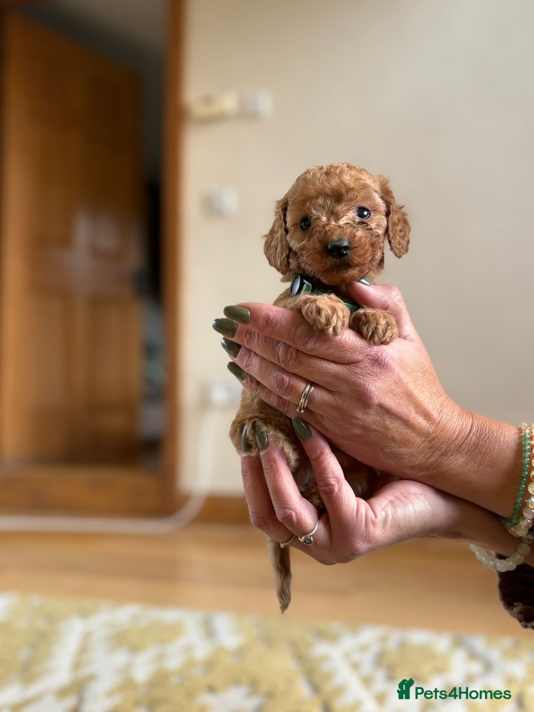 Cockapoo dogs for sale: Teddy bear cute Tiny Cockapoos  - Advert 6