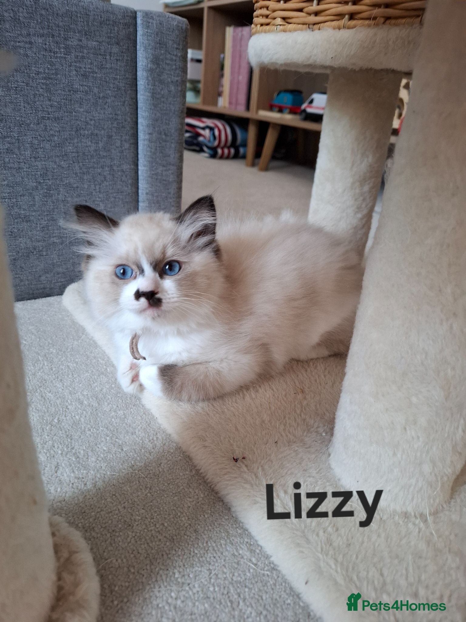 Ragdoll cats Purebread Ragdoll Kittens - TICA YORKSHIRE - Advert 2