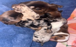 Miniature Dachshund dogs for sale: Miniature dachshunds  - Image 3