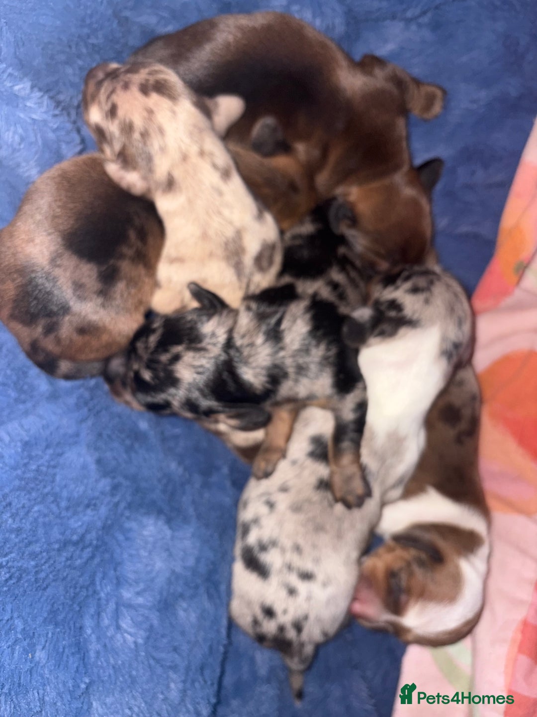 Miniature Dachshund dogs for sale: Miniature dachshunds  - Image 3