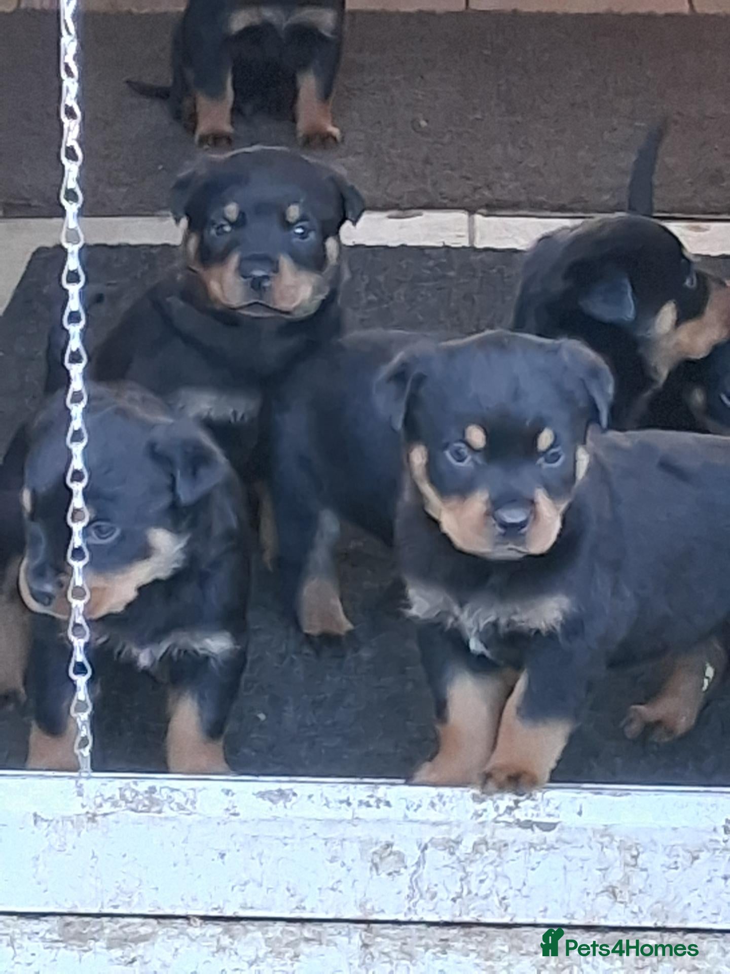 Rottweiler dogs for sale: Chunky big pups - Advert 13