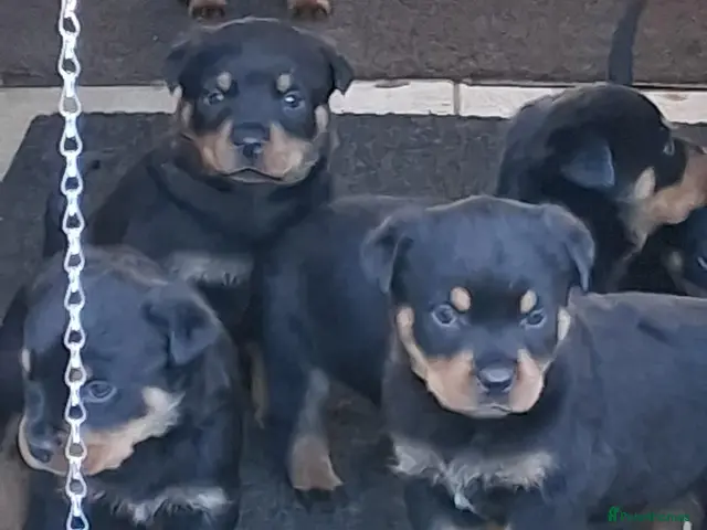 Rottweiler dogs for sale: Chunky big pups - Advert 13