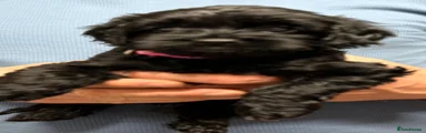 Cavapoo 5