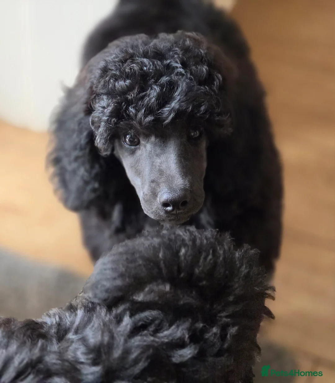 Miniature Poodle dogs for sale: Moyen poodle ready now 💙 in Aberdeen - Advert 2