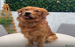 Golden Retriever dogs for stud: Fox red retriever for stud - IKC registered  - Image 6