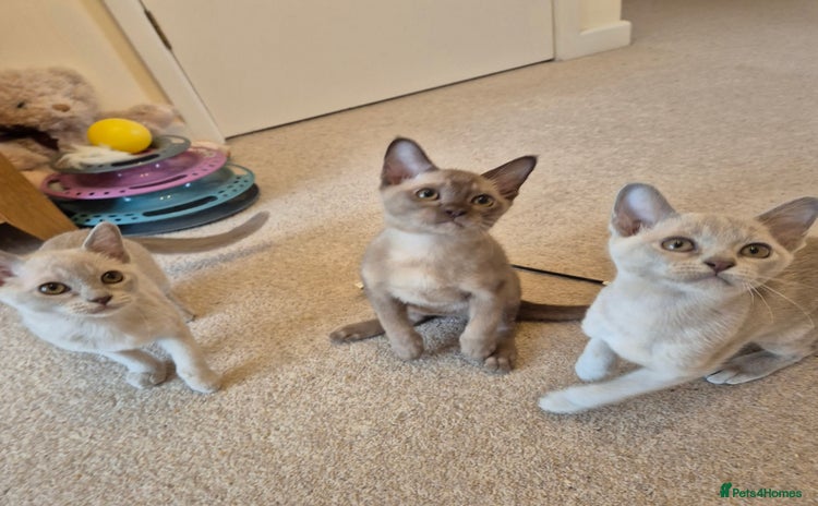Burmese cats - Advert 2