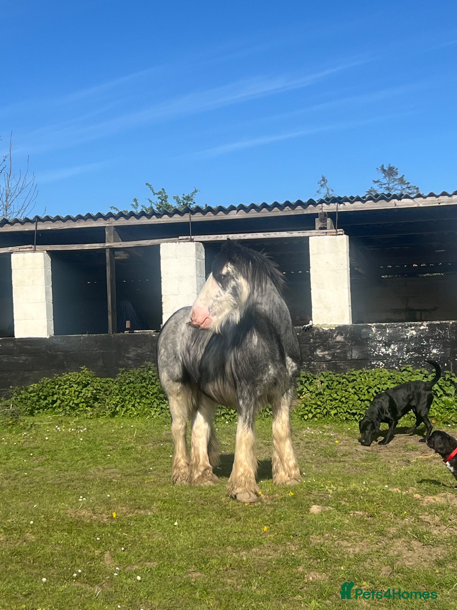 Irish Cob horses for sale: Norman  - Advert 34