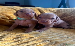 Hungarian Vizsla dogs for sale: KC Hungarian Vizsla Puppies for sale - Image 3