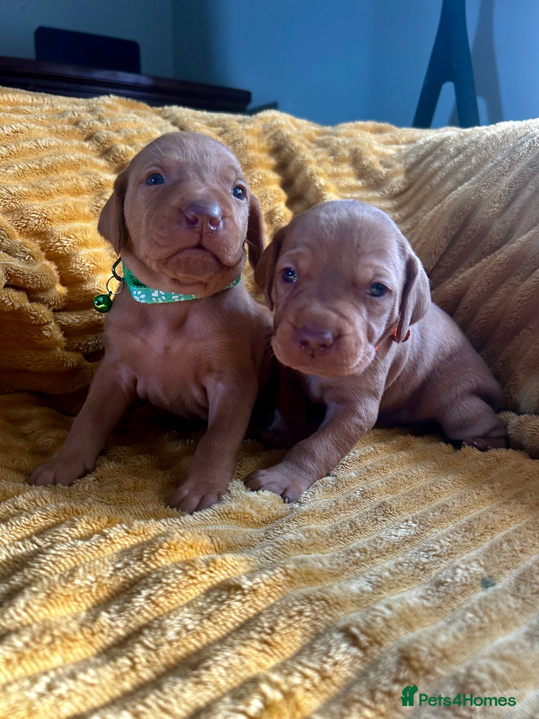 Hungarian Vizsla dogs for sale: KC Hungarian Vizsla Puppies for sale - Image 3