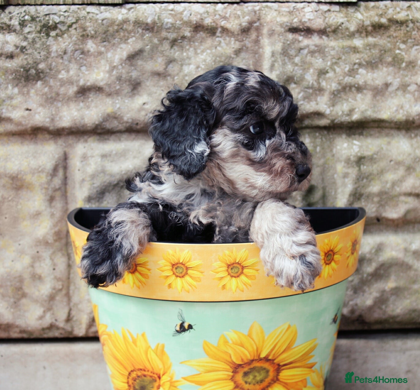 Labradoodle dogs F7 Australian Labradoodle Exceptional Puppies  - Advert 1