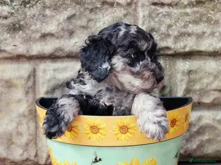 Labradoodle dogs F7 Australian Labradoodle Exceptional Puppies - Advert 1