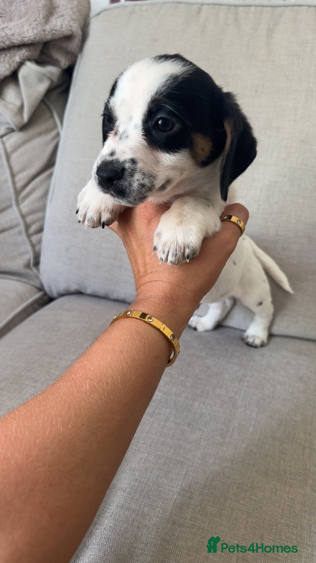 Mixed Breed dogs for sale: Cocker jacks. 2 boys 2 girls! - Image 3