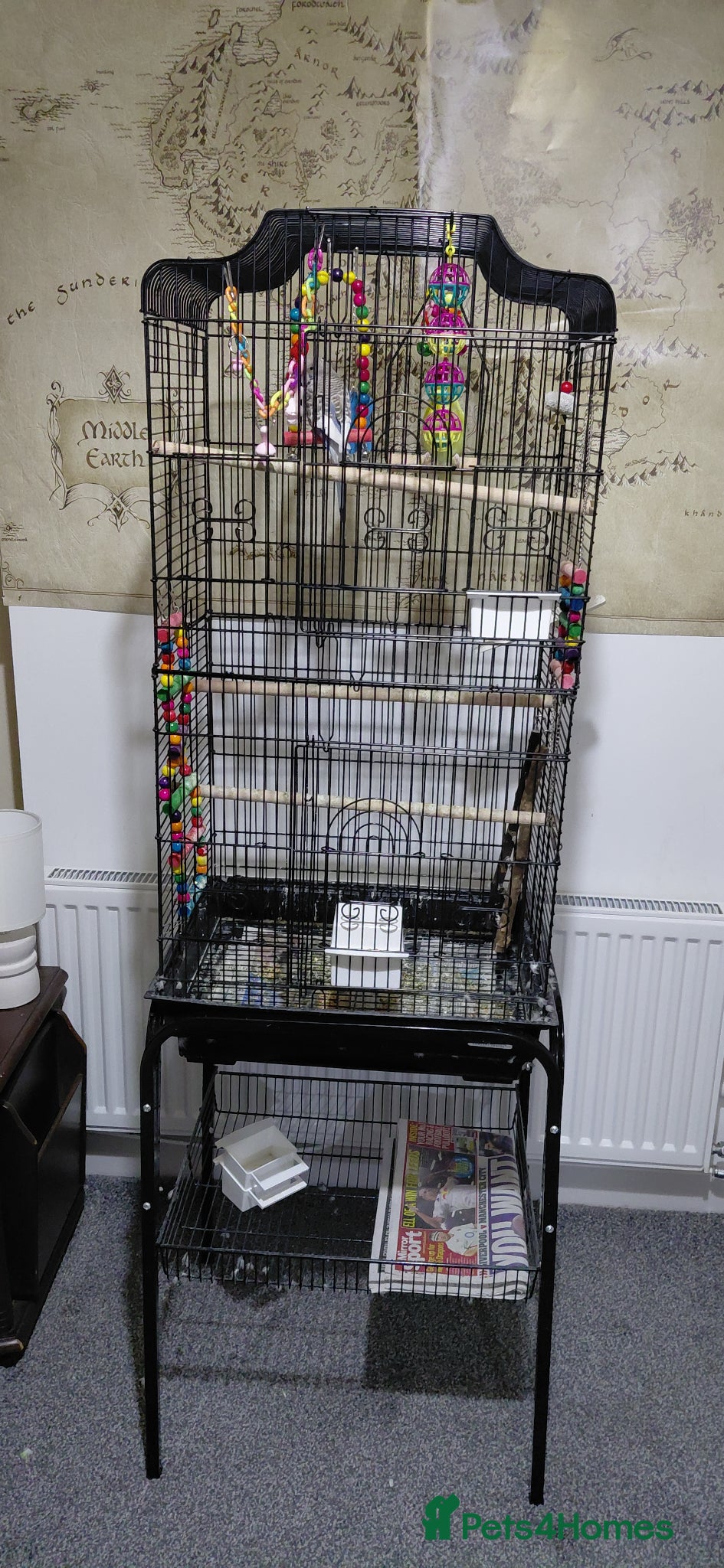 Budgerigars birds Two Adult Male Budgies! - Advert 1