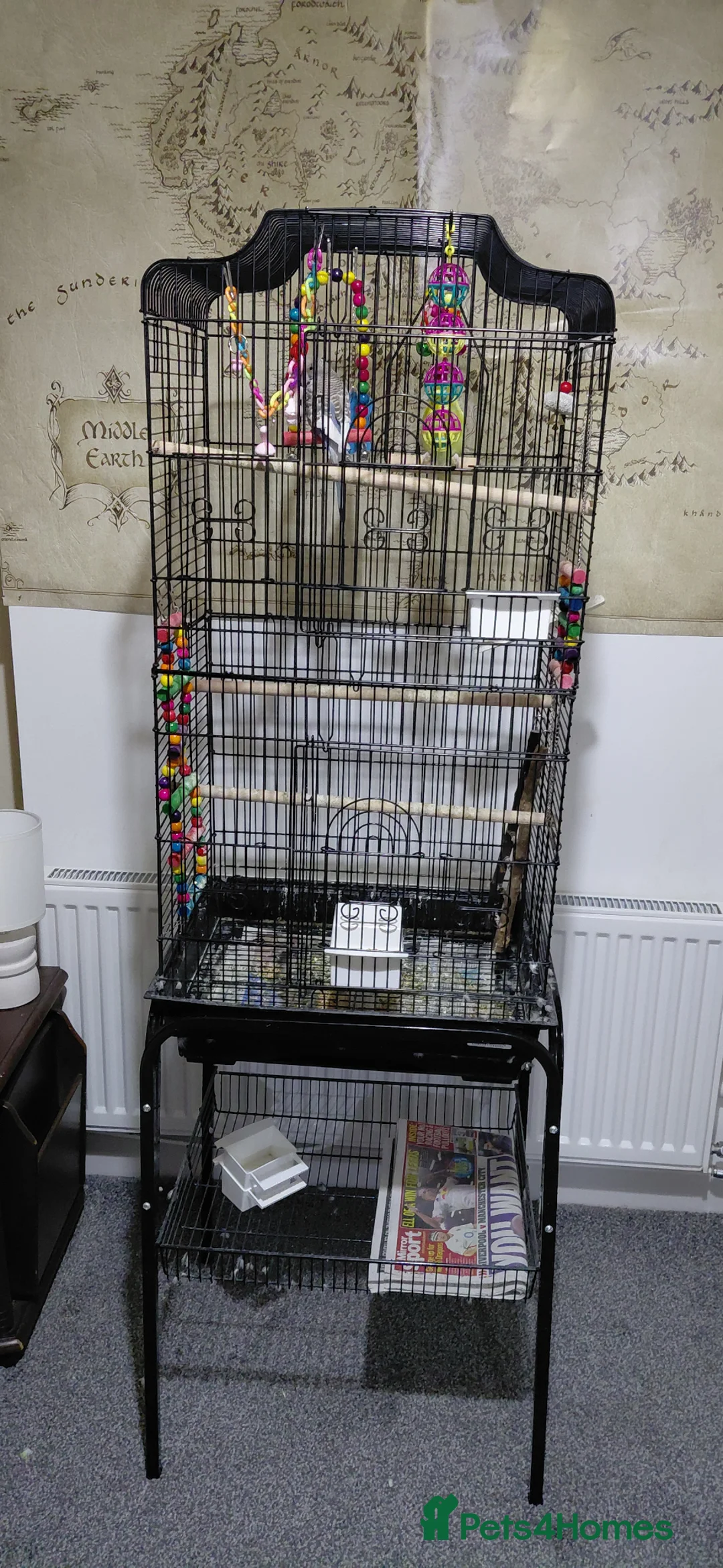 Budgerigars birds for sale: Two Adult Male Budgies! - Advert 1