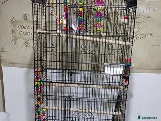 Budgerigars birds Two Adult Male Budgies! - Advert 1