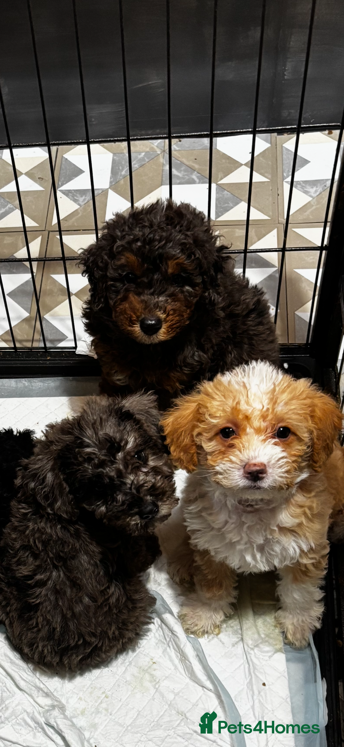 Toy Poodle dogs Beautiful Toy Poodle Pups  - Advert 7