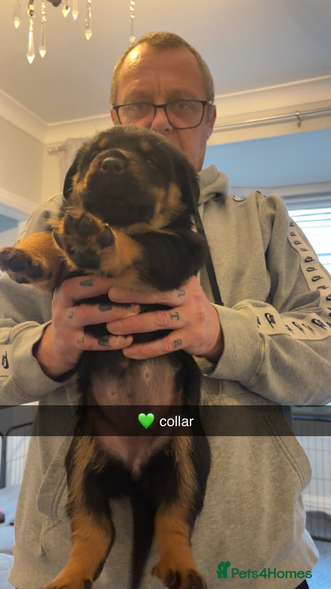 Rottweiler dogs for sale: Big boned chunky Rottweiler puppies - Advert 30