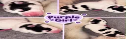 Siberian Husky dogs for sale: Siberian Husky pups - Advert 3