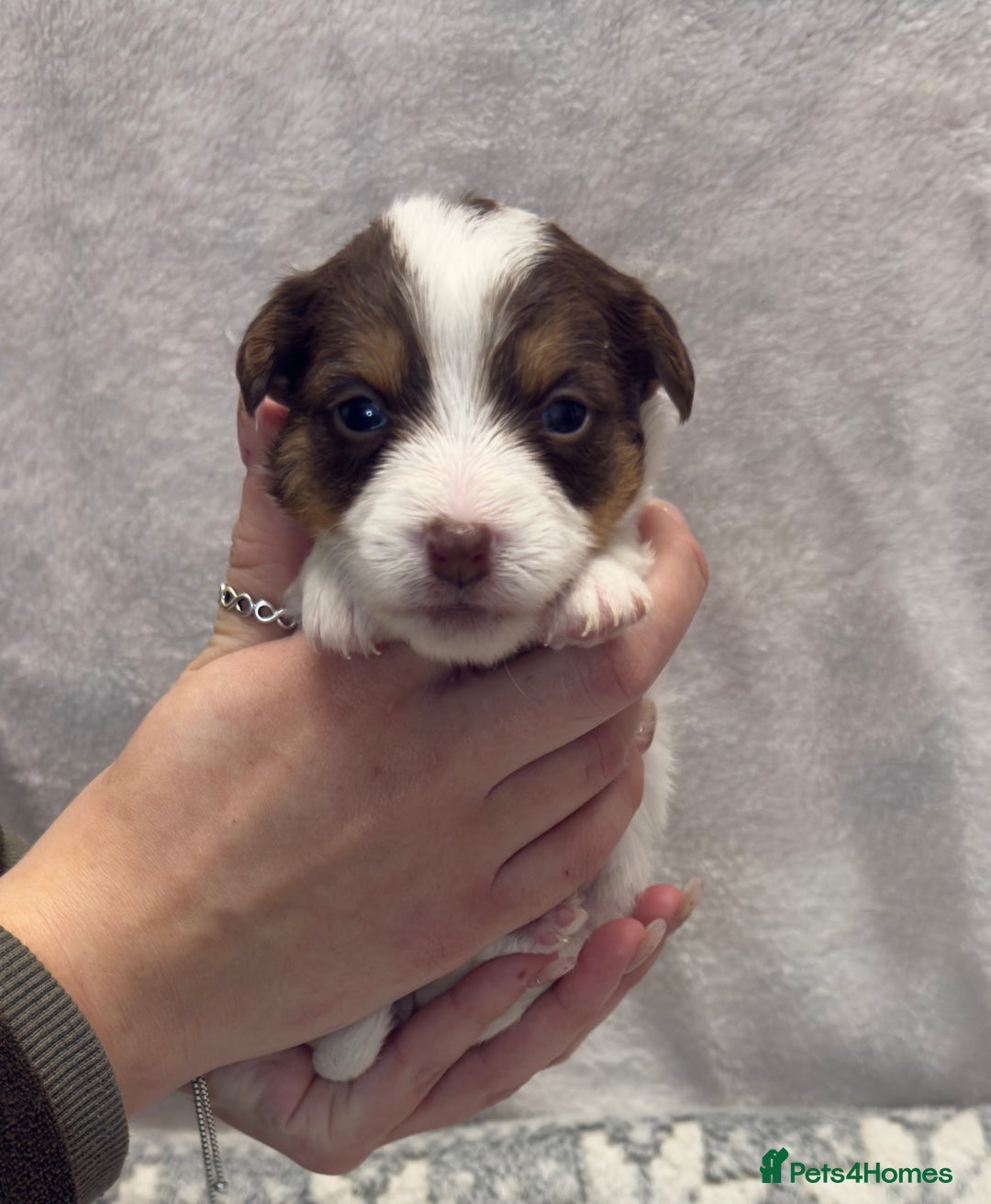 Jack Russell dogs for sale: Bred From Health Tested Parents - Advert 2