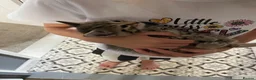 Mixed Breed cats for sale: Last girl Silver grey Tabby £85 due to timewaster - Advert 11
