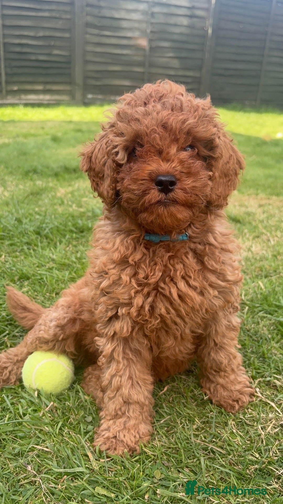 Cavapoo dogs Family Raised Cavapoo Puppies ready to Reserve!  - Advert 2