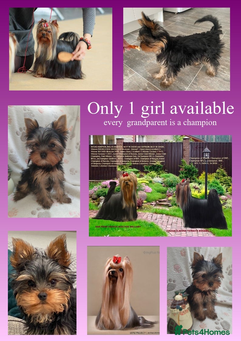 Yorkshire Terrier dogs Girl, 4 months, 17 Champions Bloodline - Advert 5