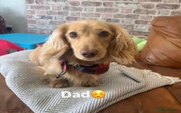 Miniature Dachshund dogs for sale: 𝕃𝕠𝕟𝕘 𝕙𝕒𝕚𝕣𝕖𝕕 𝕔𝕣𝕖𝕒𝕞 𝕡𝕦𝕡𝕡𝕚𝕖𝕤 🧸 - Image 27