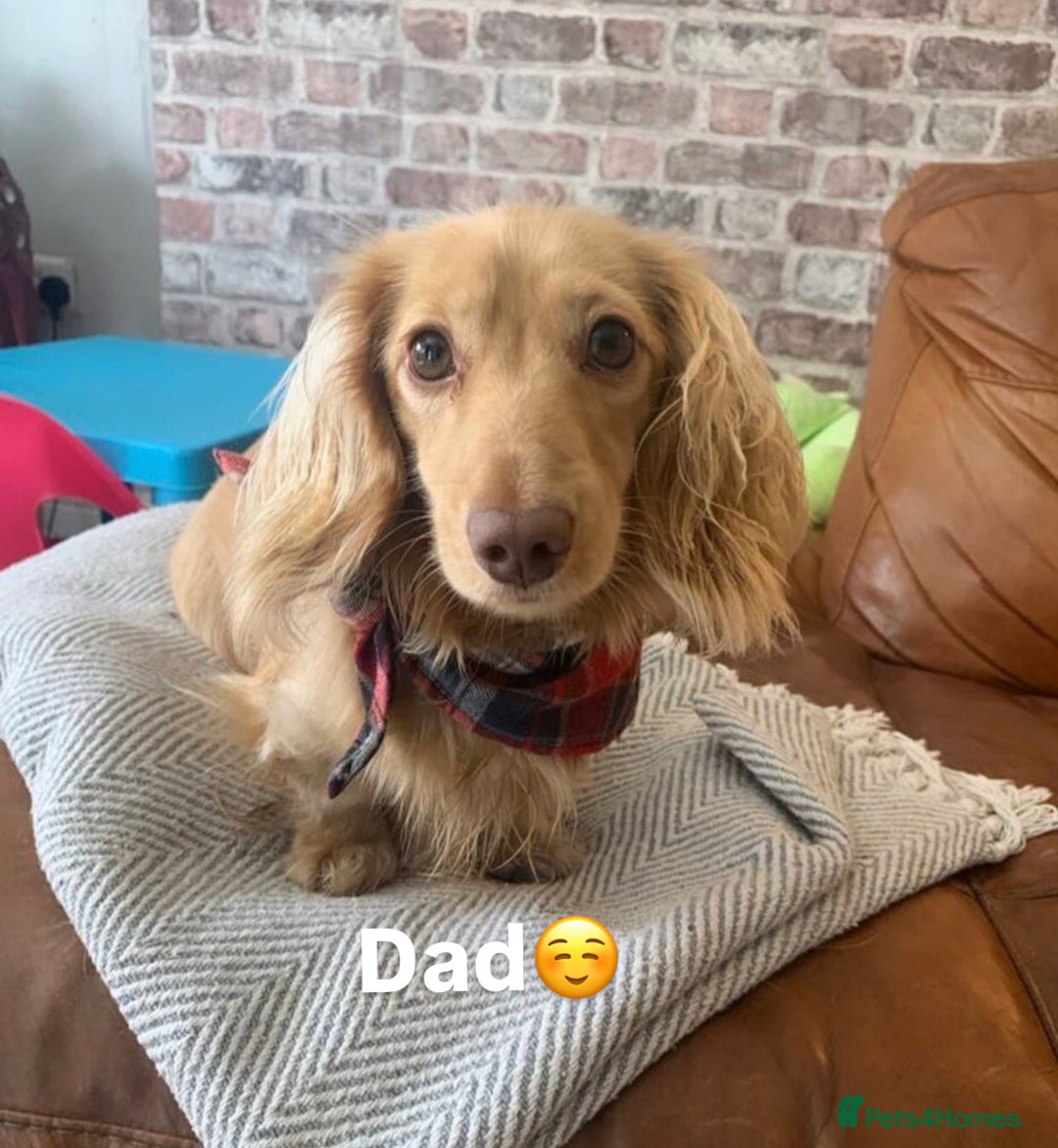 Miniature Dachshund dogs for sale: 𝕃𝕠𝕟𝕘 𝕙𝕒𝕚𝕣𝕖𝕕 𝕔𝕣𝕖𝕒𝕞 𝕡𝕦𝕡𝕡𝕚𝕖𝕤 🧸 - Image 27