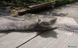Maine Coon cats for sale: Maine coon Kittens in Oswestry - Image 8