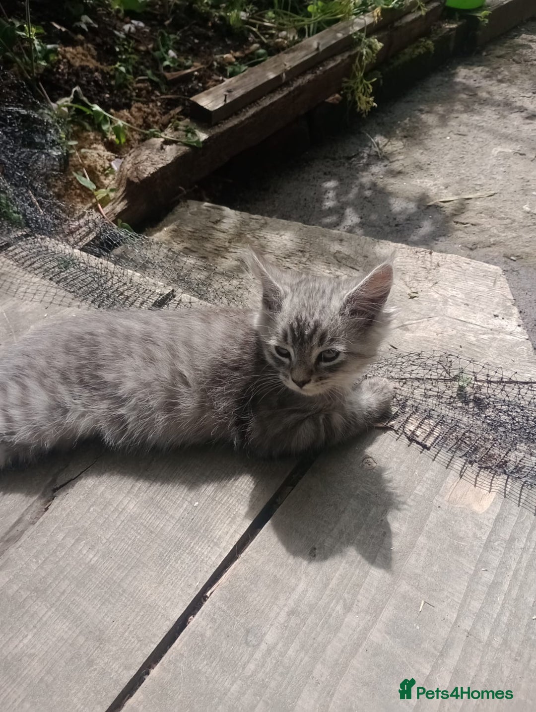 Maine Coon cats for sale: Maine coon Kittens in Oswestry - Image 8