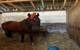 Irish Sports horses for sale: Stunning 16h2 13 year old ISH gelding  - Advert 4