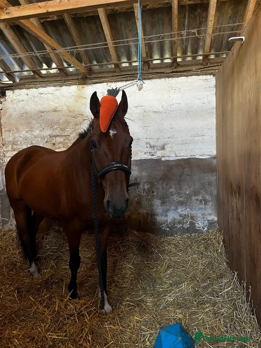 Irish Sports horses for sale: Stunning 16h2 13 year old ISH gelding  - Advert 4