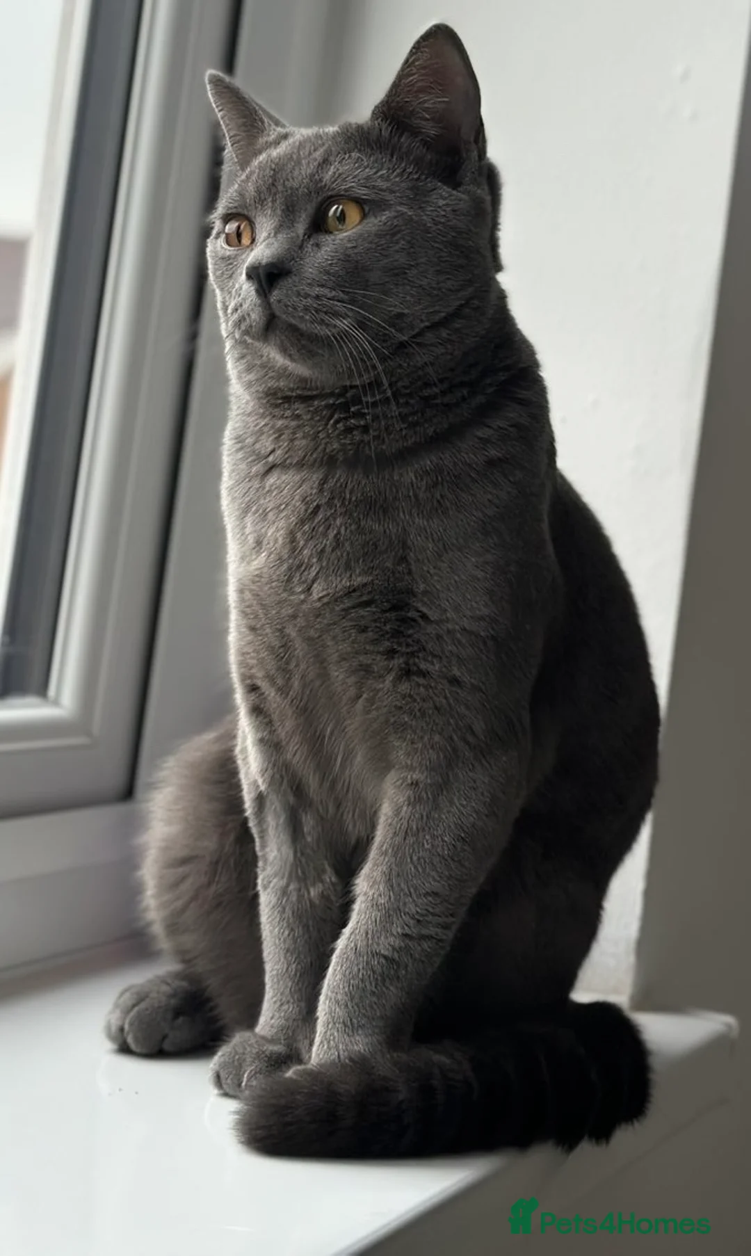 British Shorthair cats for sale: Blue British Shorthair Male, 8 Months – £1,200 - Advert 1