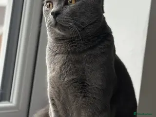 British Shorthair cats Blue British Shorthair Male, 8 Months – £1,200 - Advert 1
