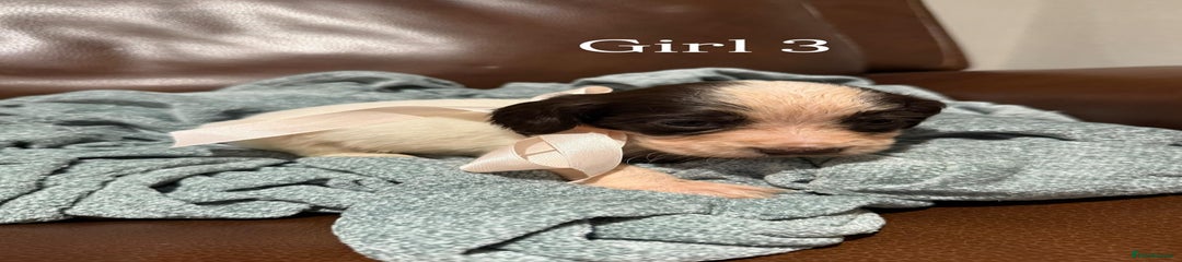 Cocker Spaniel Puppy 11