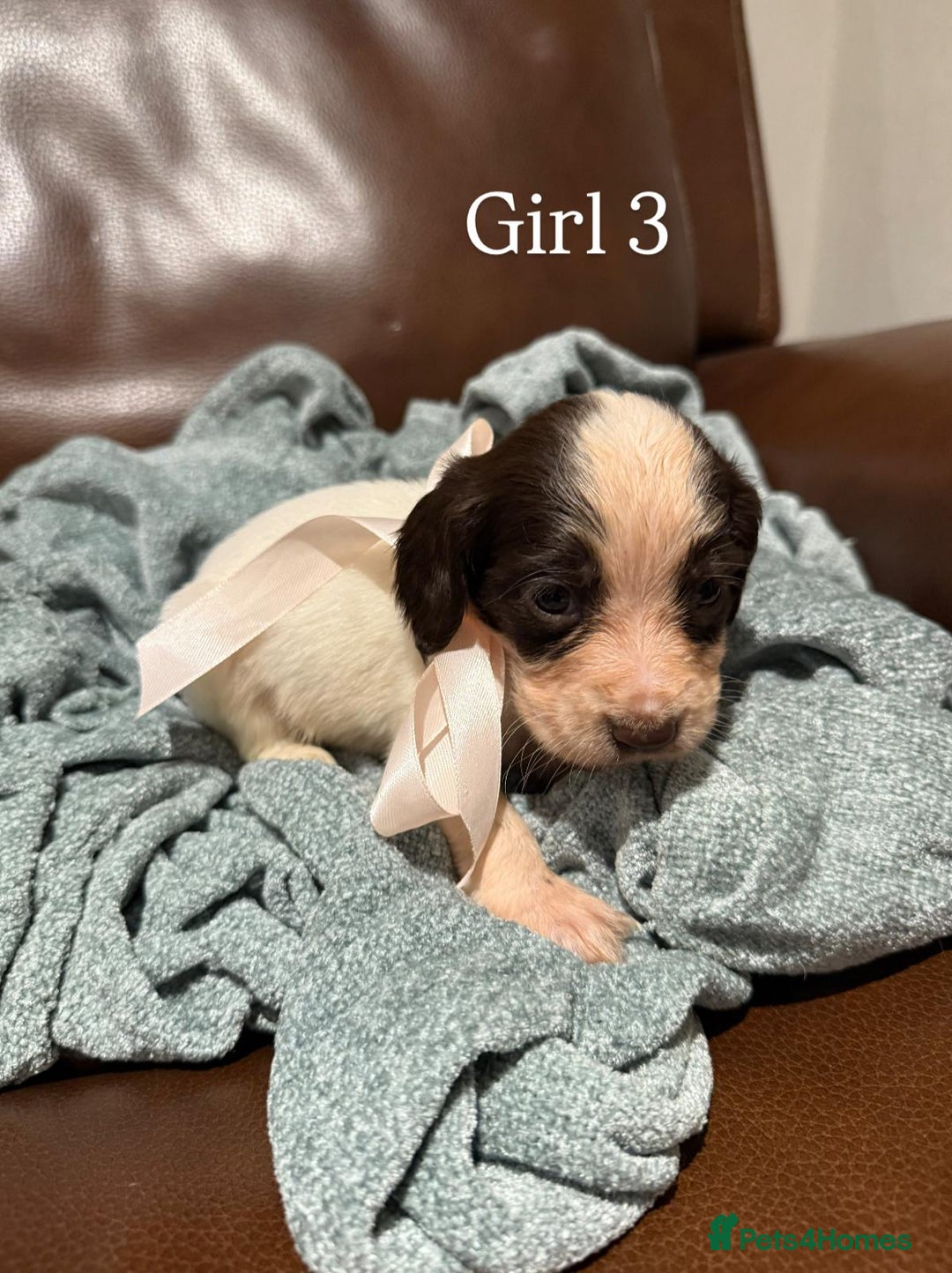 Cocker Spaniel dogs for sale: Cocker spaniel puppies  - Image 15