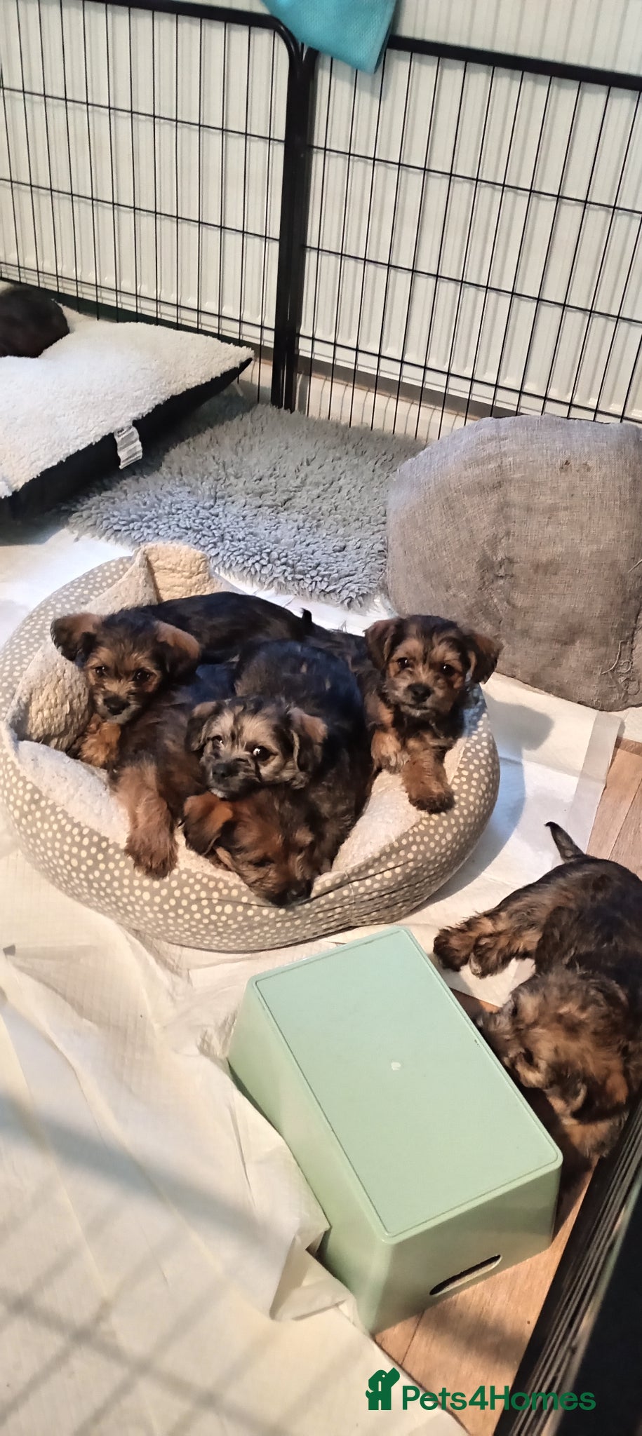 Mixed Breed dogs Maltipoo X Border Terrier mixed breed (Borderpoo) - Advert 1