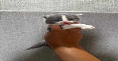 British Shorthair cats - Advert 14