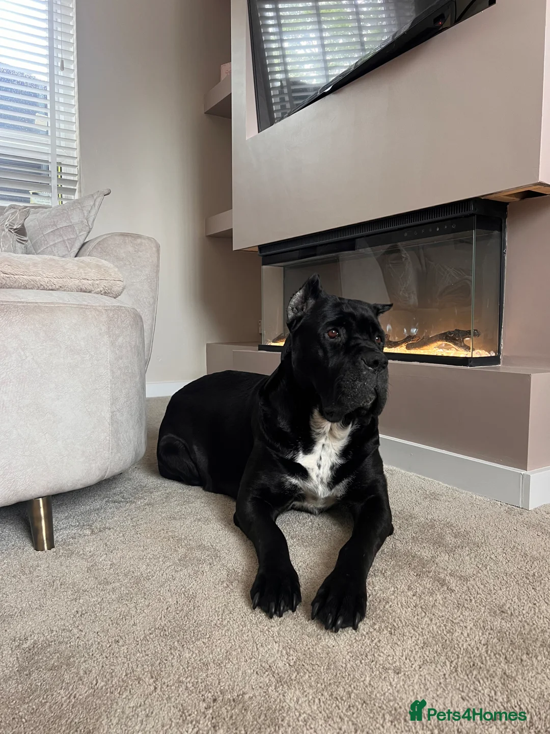 Mixed Breed dogs for sale: Available now - Advert 2