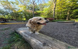 Golden Retriever dogs for stud: Enzo KC registered Stud dog  - Image 5
