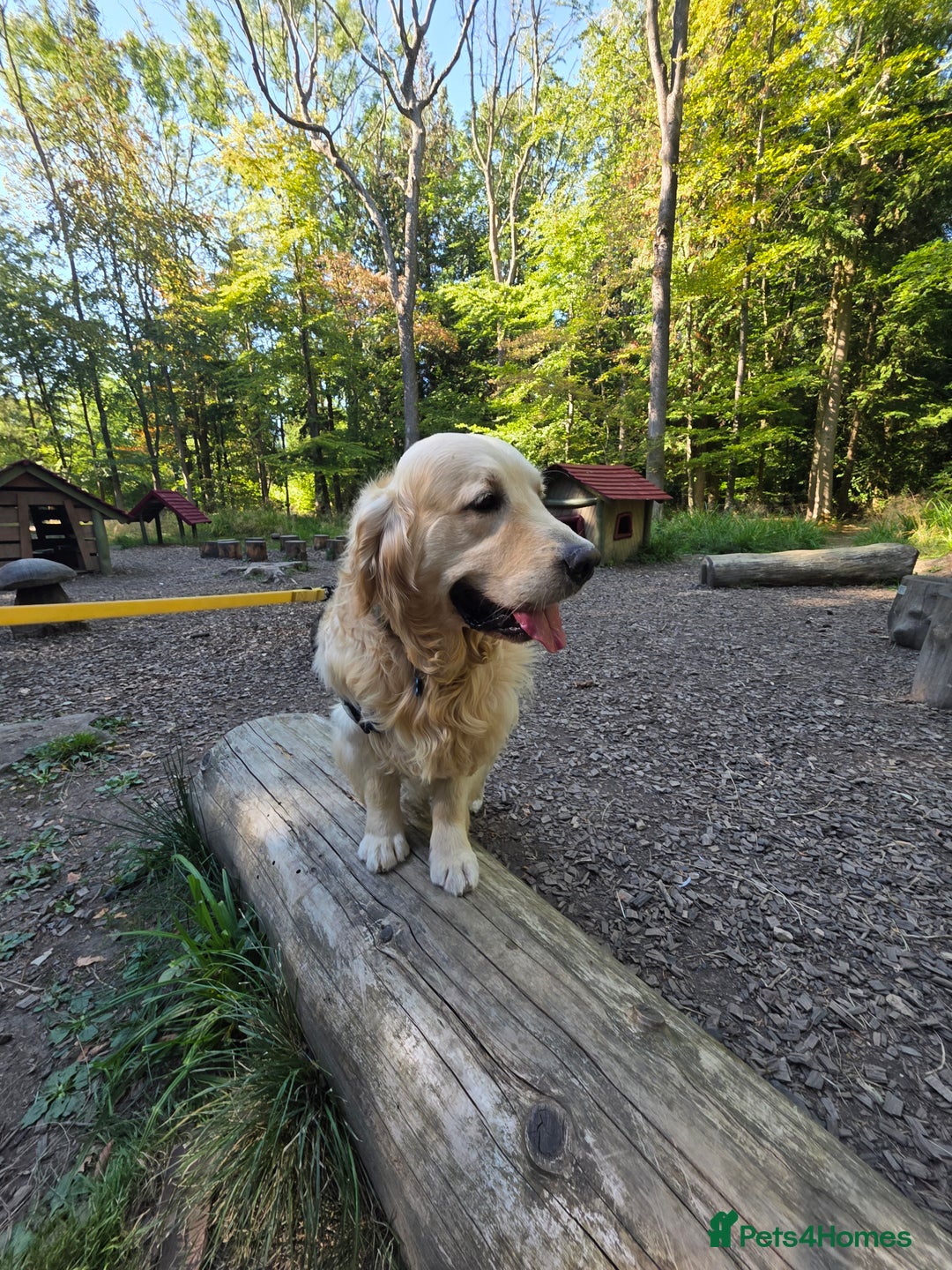 Golden Retriever dogs for stud: Enzo KC registered Stud dog  - Image 5