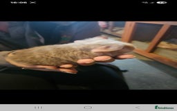 Guinea Pig rodents for sale: Mix of guinea pigs for sale  in Blackpool - Image 6