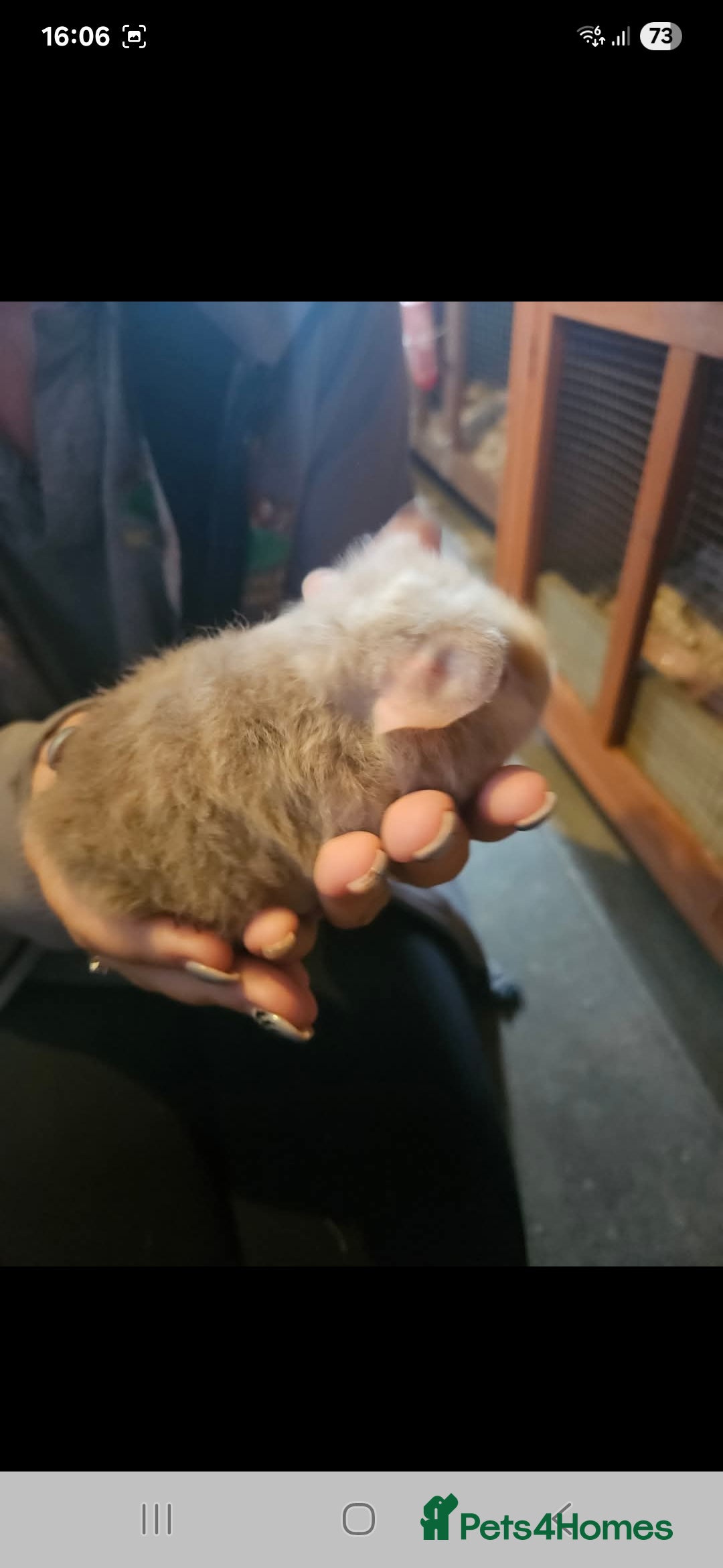 Guinea Pig rodents for sale: Mix of guinea pigs for sale  in Blackpool - Image 6