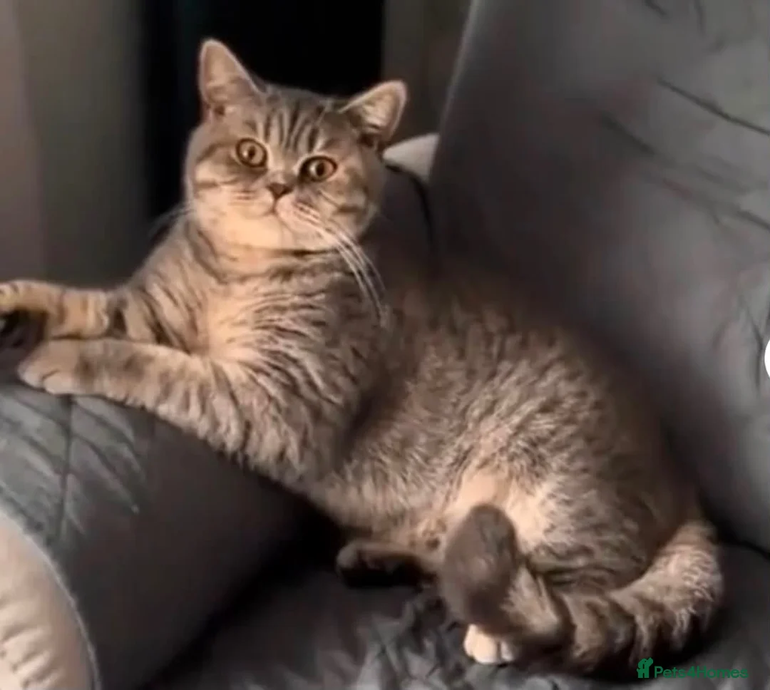 British Shorthair cats for sale: ACTIVE BSH GCCF SPOTTED TABBY GIRL - Advert 2