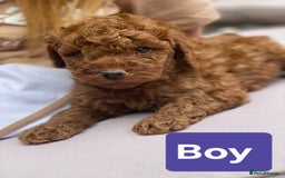 Cockapoo dogs for sale: Miniature cockapoo  - Image 4