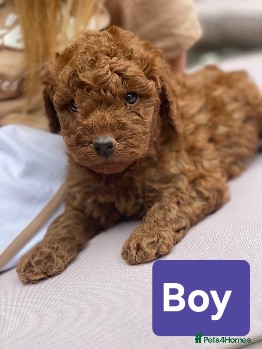 Cockapoo dogs for sale: Miniature cockapoo  - Image 4