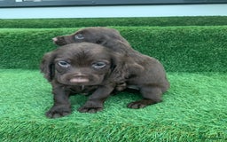 Cocker Spaniel dogs for sale: Kc cocker spaniel puppies  - Image 6