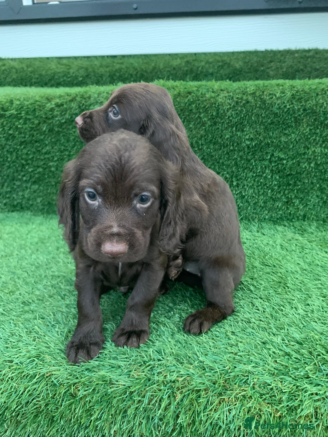 Cocker Spaniel dogs for sale: Kc cocker spaniel puppies  - Image 6